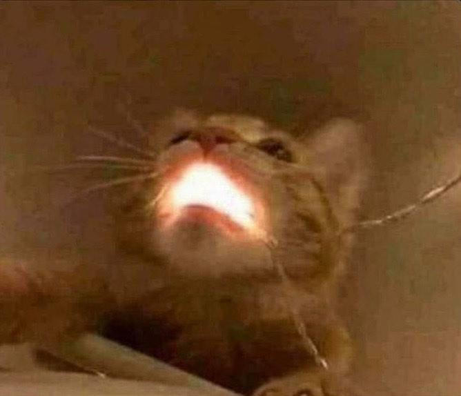 Cat meme not mine by JaunePup on DeviantArt