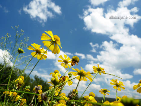 Reaching for the Sky