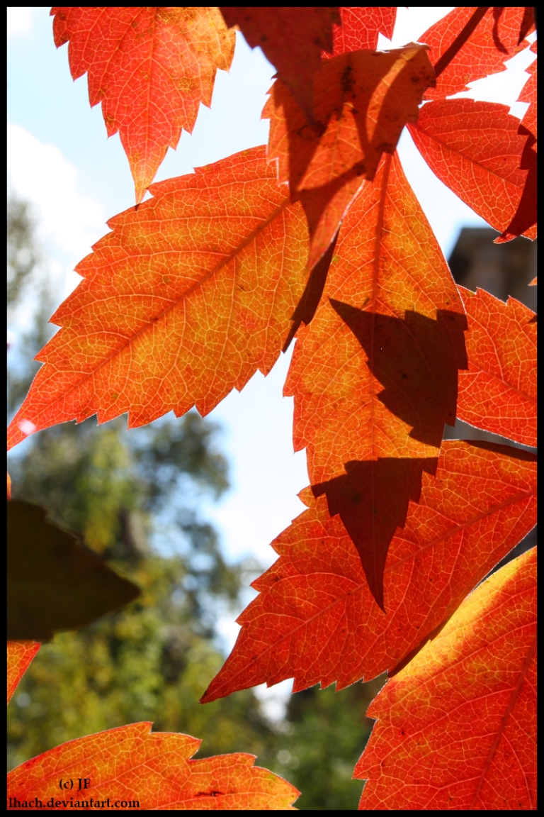 Autumn Has Come