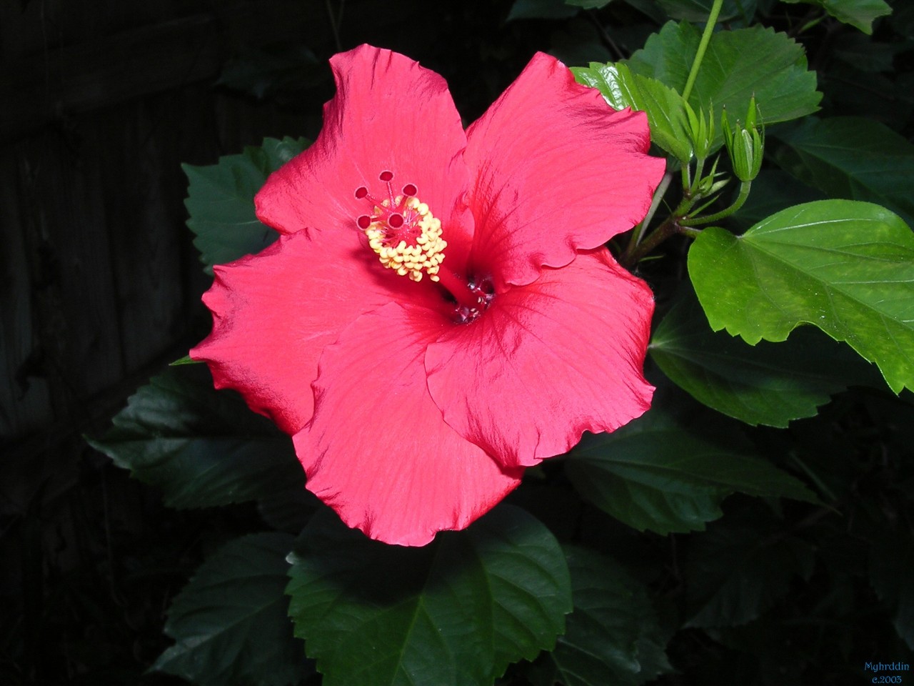 the Red Satin Hibiscus