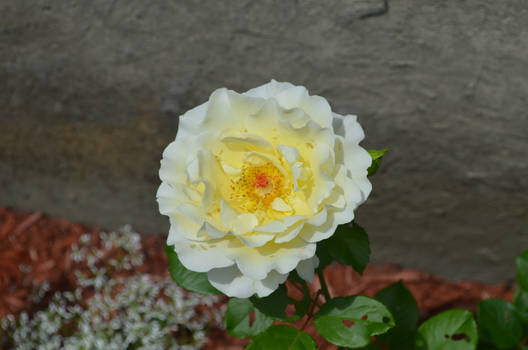 Light-yellow rose