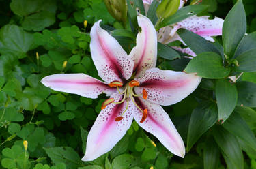 Star Lily (2nd flower)