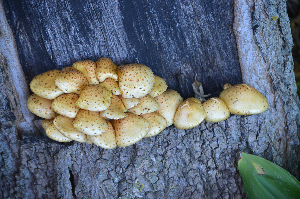 Grown Cluster of Mushrooms