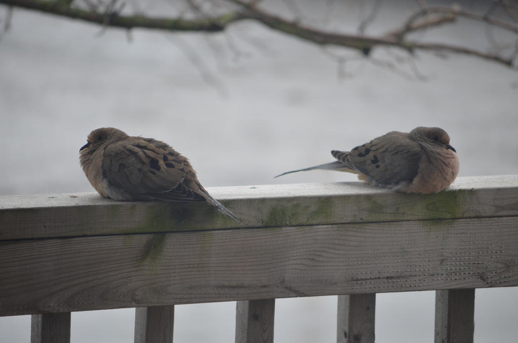 American Mourning Doves