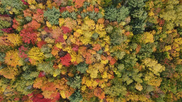 Autumn Aerial Shot 1