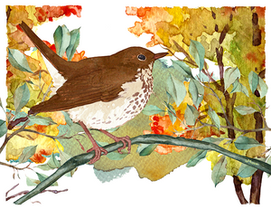 Hermit Thrush by Acaciathorn