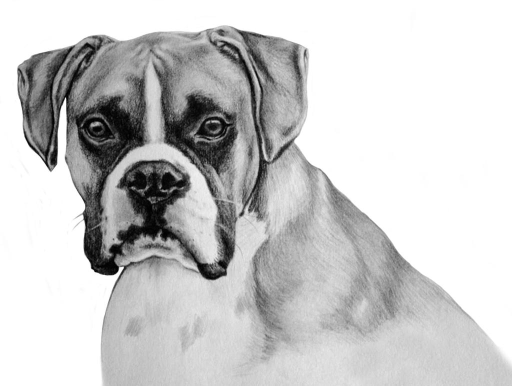 Deviantart Boxer Dog Boxer by AdelleWT on DeviantArt