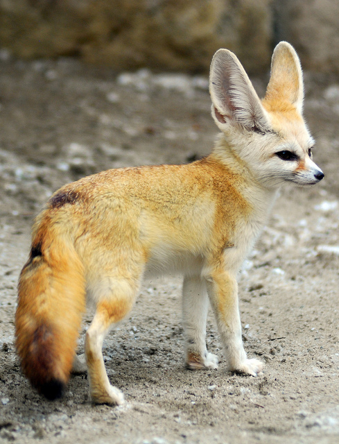 fennec fox,