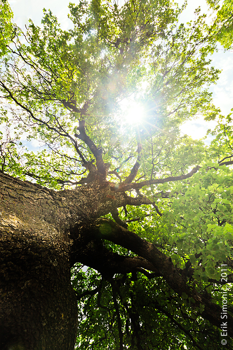 Branches of life.