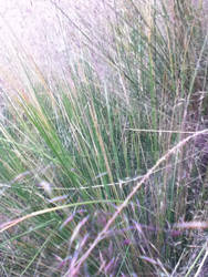 Grass