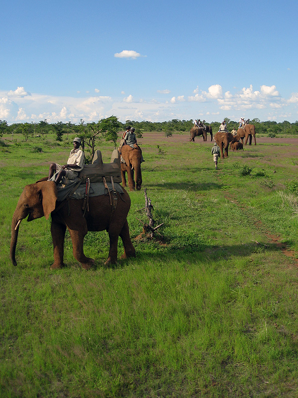 Elephant trek