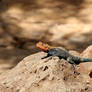 Kenyan rock agama