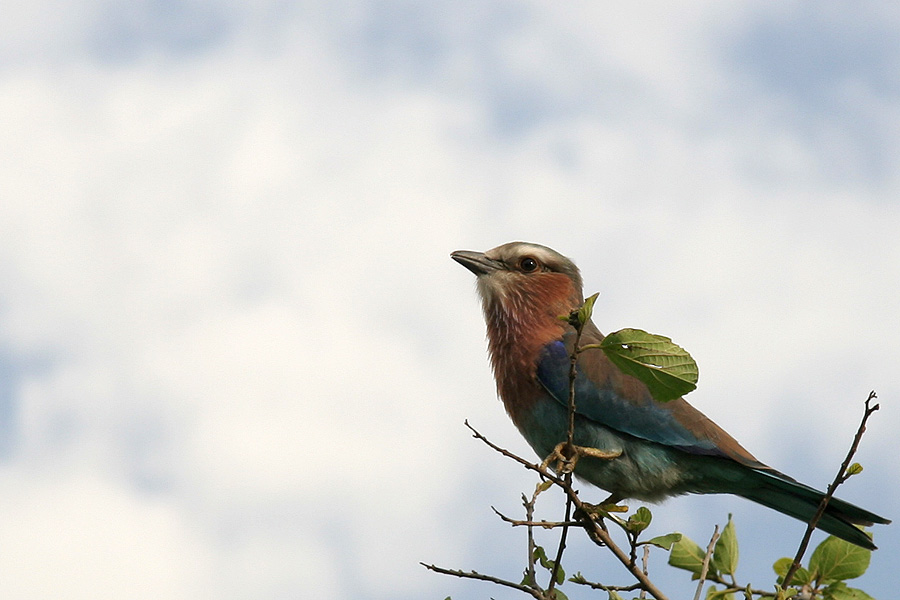 Lilac-breasted roller