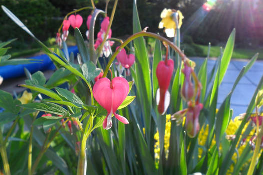 English Garden in Ontario IIIII