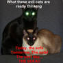 Evil Cats