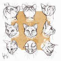 Cat drawing workshop sketches #2