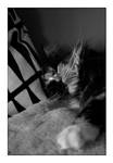 still sleeping by SawSomething