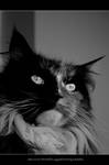 Balcony Kitteh 5 by SawSomething