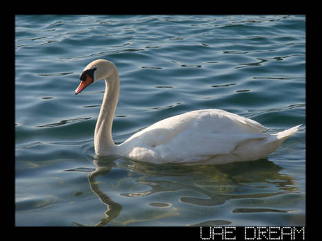 SwAn