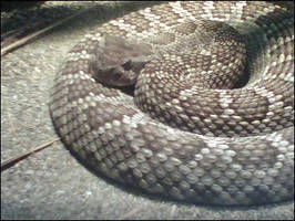 Rattlesnake