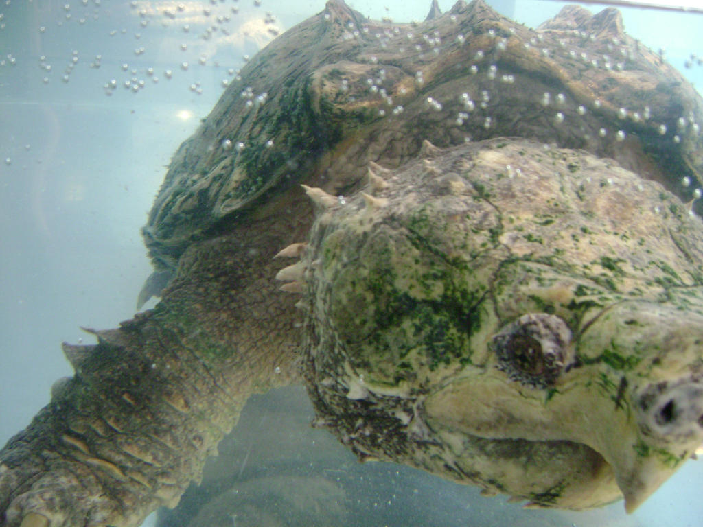 Alligator snapping turtle кто это Alligator snapping turtle кто это