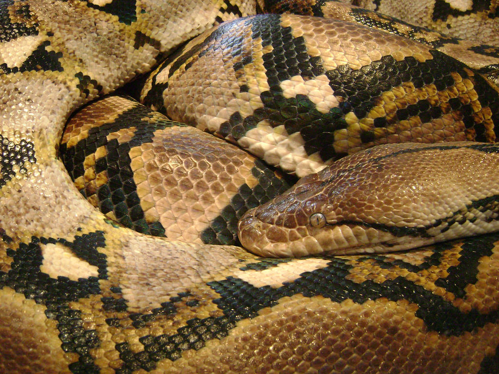 Reticulated Python by laura-worldwide on DeviantArt