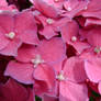 Pia, The Dwarf Hydrangea