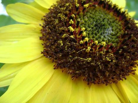 Garden Sunflower