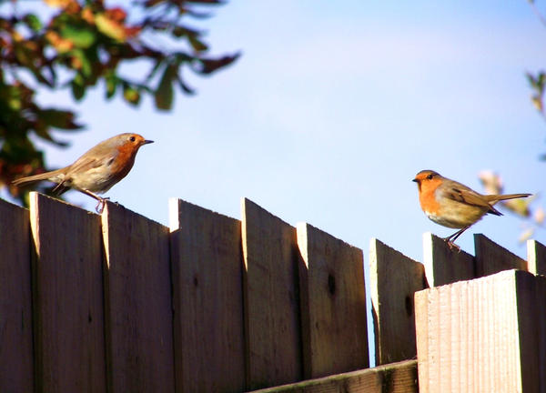 Two little robins