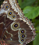 Blue Morpho Macro by WickedWelshy