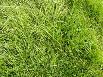 grass