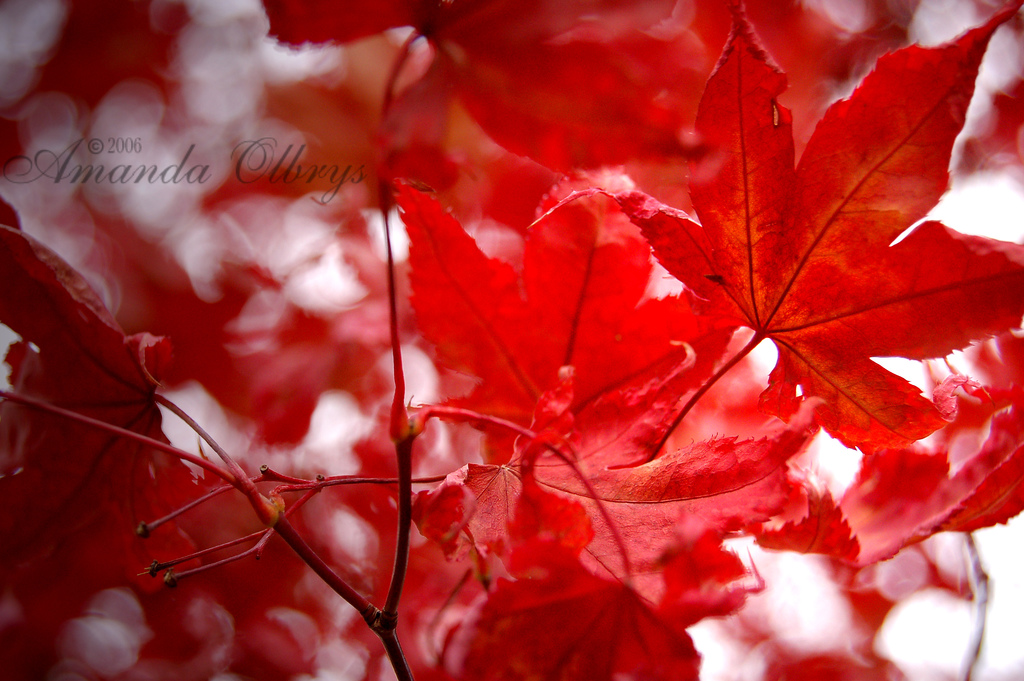 red leaves4