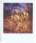 fall polaroid by firstkissfeelings