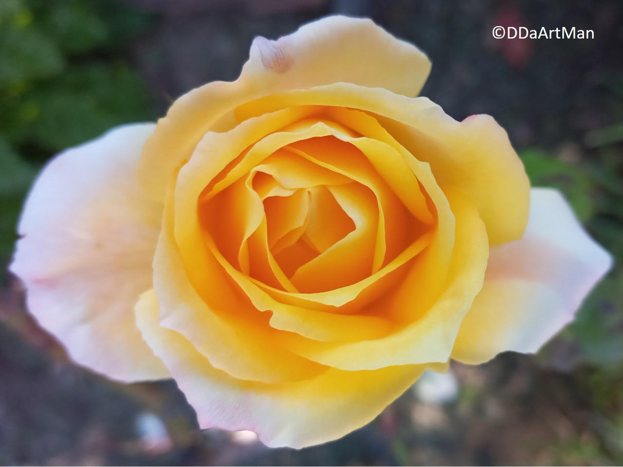 Real Yellow Roses Fifty Shades Of A Real Yellow Rose by DDaArtMan on DeviantArt