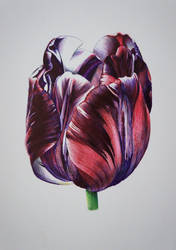 Tulip - Bic pens