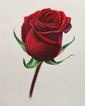 Red Rose 2 - Ballpoint pens by 6re9