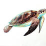 Hawksbill Turtle - Copics and Pens