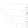 Hypothetical Snaiadi Cladogram