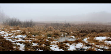 Foggy Swamp Stock