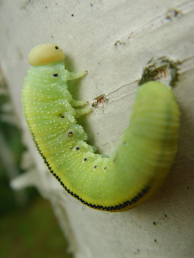 A fat worm by Lindan on DeviantArt