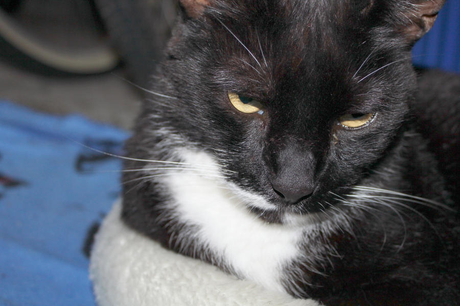 cat in garage