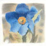 Blue Poppy