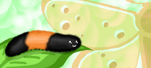 Woolly Bear Caterpillar