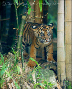 Tiger Cub II