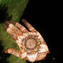 Hand Mehndi