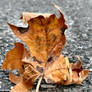Leaf on the Road