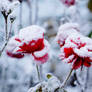 frost and flowers