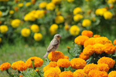 A bird stands on a flower .... Park Zora ... Baghd