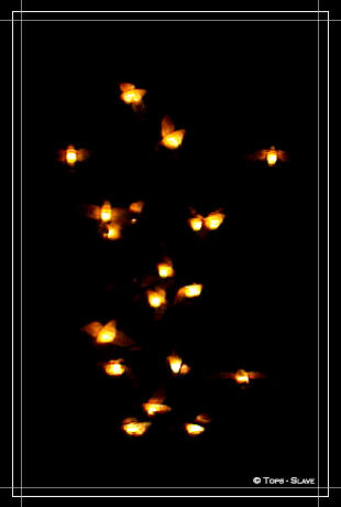 pyreflies by tops-slave on DeviantArt