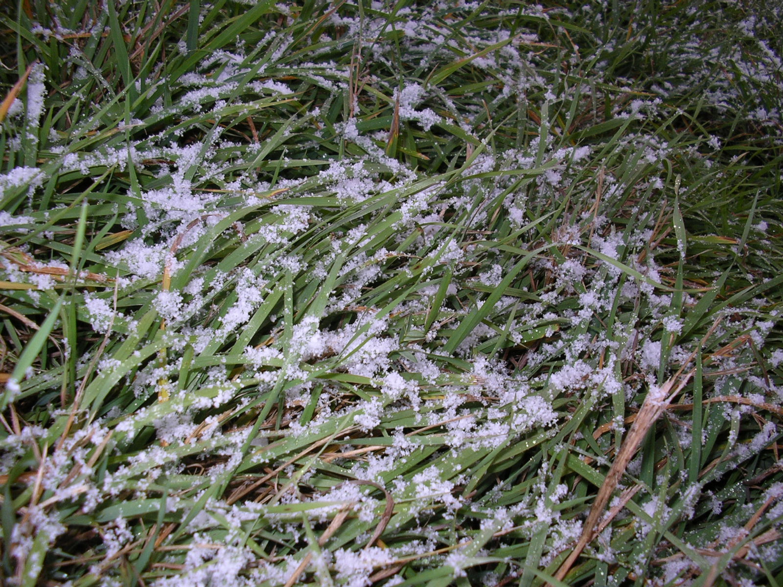 Frosted Grass